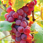 Red Orange Grape Seeds