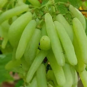 Moon Drop Green Grape Seeds