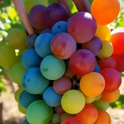 Rainbow Grape Seeds