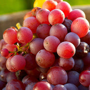 Red Orange Grape Seeds