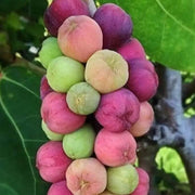 Sea Grape Grape Seeds