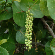 Sea Green Grape Seeds