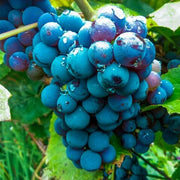 Blue Indigo Grape Seeds