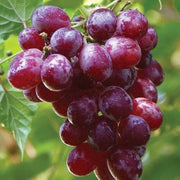 Brown Grape Seeds
