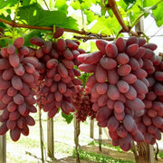 Brown Green Grape Seeds