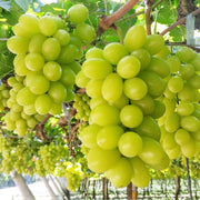 Green Brazilian Grape Seeds