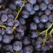 Muscat Grape Seeds
