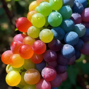 Rainbow Grape Seeds