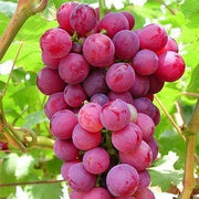 Red Grape Seeds