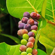 Sea Grape Grape Seeds