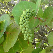 Sea Green Grape Seeds