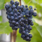 Black Corinth Grape Seeds