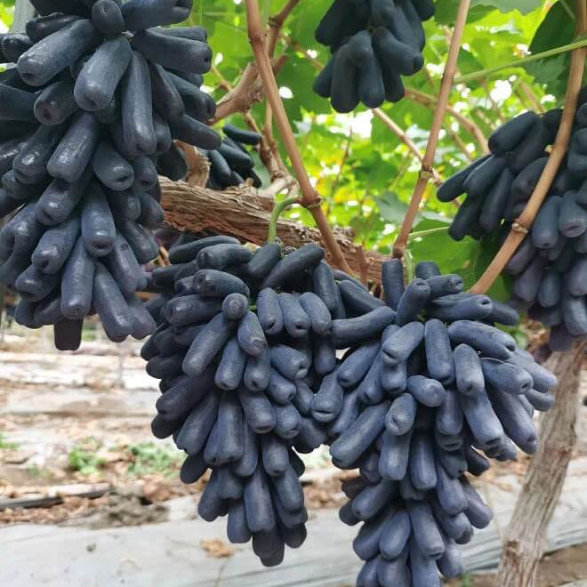 Black Finger Grape Seeds