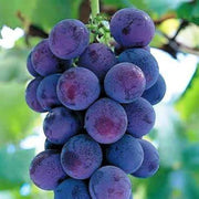 Blue Indigo Grape Seeds