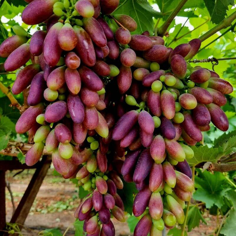 Brown Green Grape Seeds