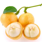 Burmese Grape Seeds