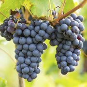 Concord Grape Seeds