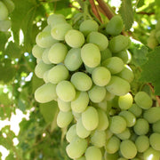 Cotton Candy Grape Seeds