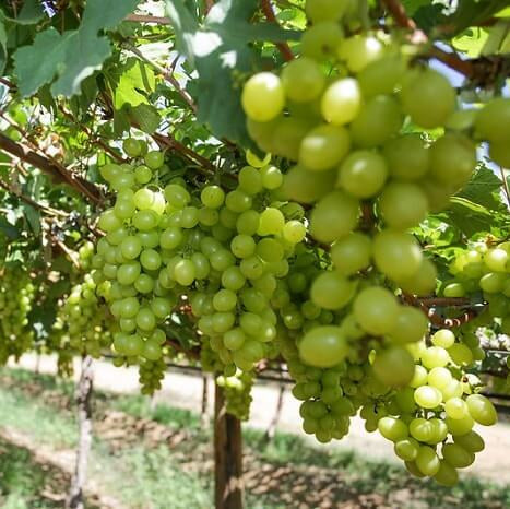 Green Brazilian Grape Seeds