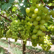 Green Brazilian Grape Seeds