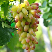 Green and Red Grape Seeds
