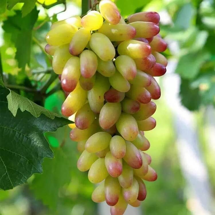 Green and Red Grape Seeds