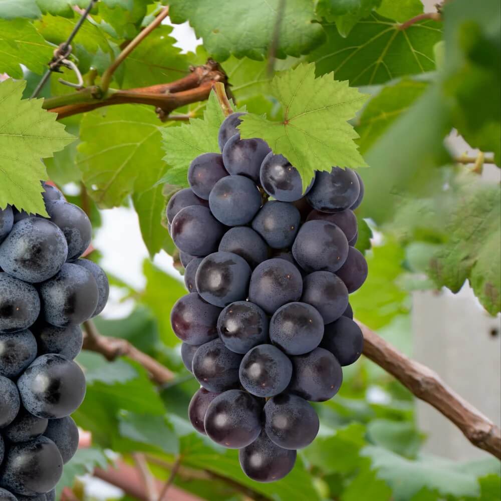Japanese Miniature Grape Seeds