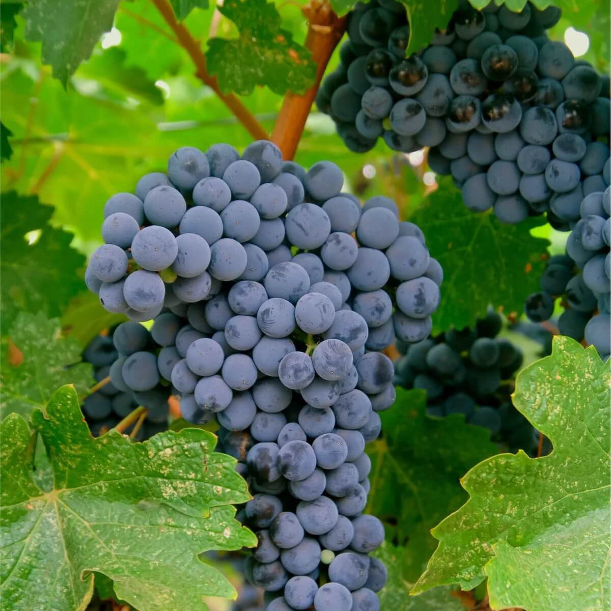 Merlot Grape Seeds