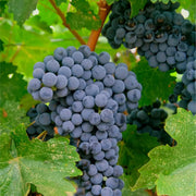 Merlot Grape Seeds