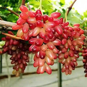 Miniature Pink Grape Seeds