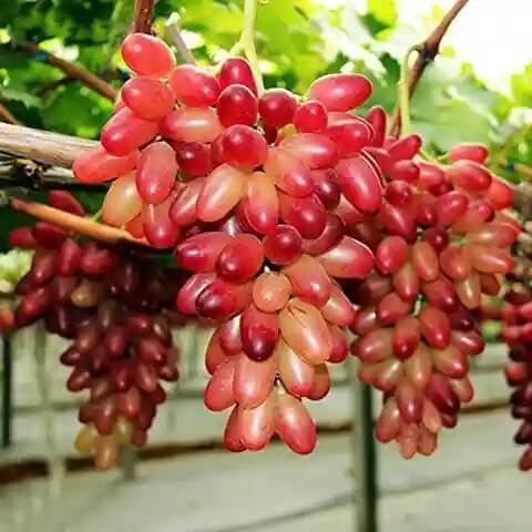 Miniature Pink Grape Seeds