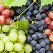 Mixed Colors Grape Seeds
