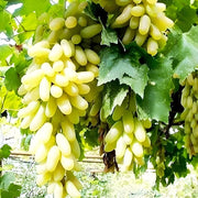 Moon Drop Green Grape Seeds