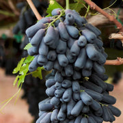 Moon Drops Black Grape Seeds