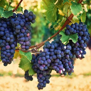 Purple Grape Seeds