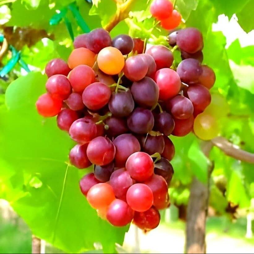 Red Orange Grape Seeds