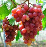 Ruby Roman Grape Seeds