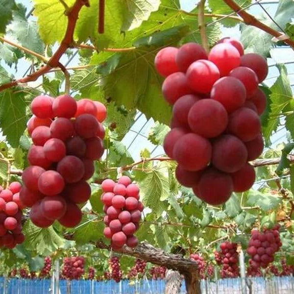 Ruby Roman Grape Seeds