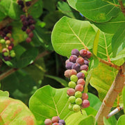 Sea Grape Grape Seeds