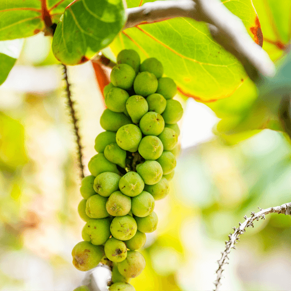 Sea Green Grape Seeds