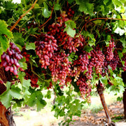 Seedless Grape Seeds