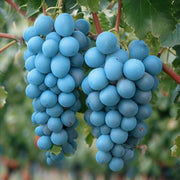 Sky Blue Grape Seeds