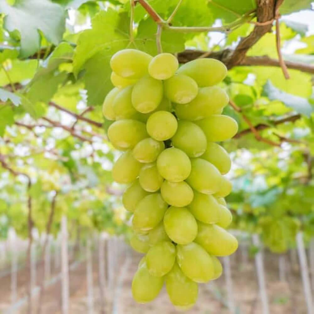 Tropical Grape Seeds