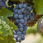 Uva Trepadoras Grape Seeds