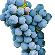 Sky Blue Grape Seeds