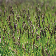Emerald Zoysia Seeds, Grow Thick Green Lawns