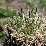 Emerald Zoysia Seeds, Grow Thick Green Lawns