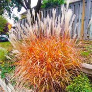 Flame Seeds, Herbal