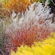 Flame Seeds, Herbal