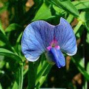 Hardy Legume Grass Pea Seeds, Herbal